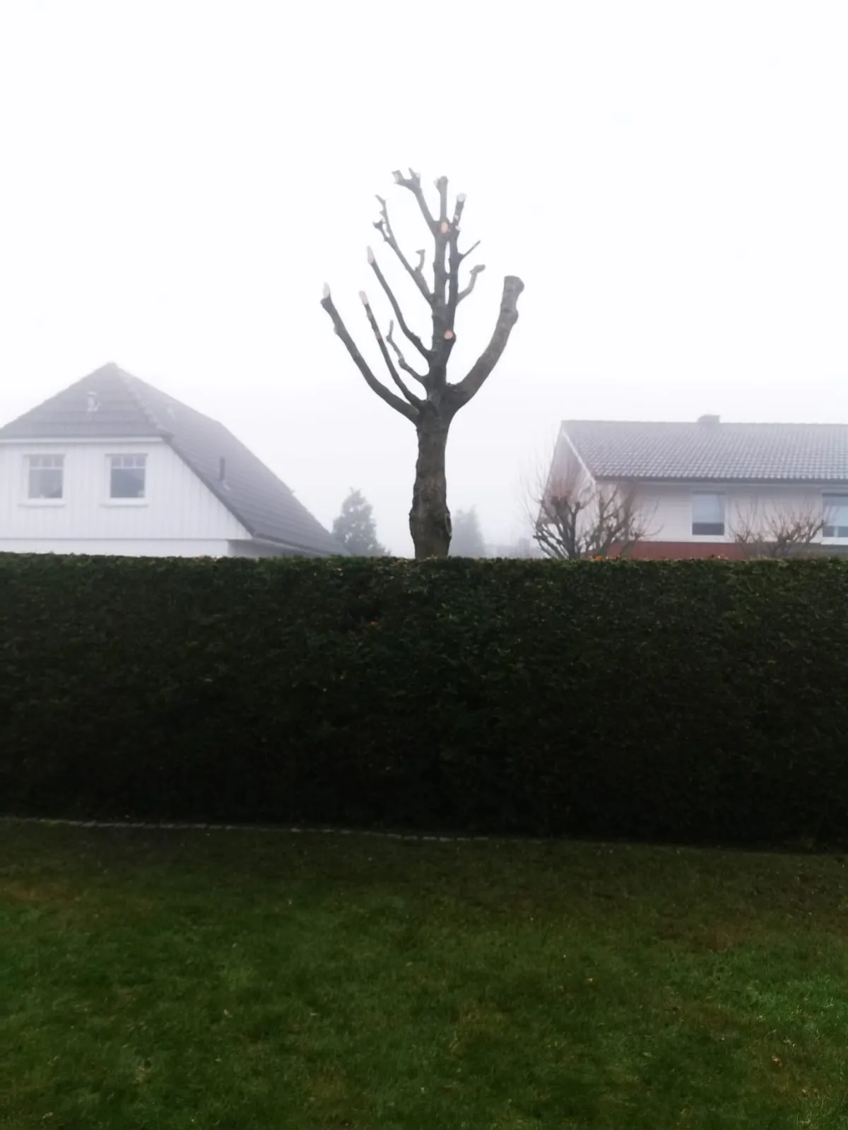 Baumschnitt Neuendeich Nachher - Fachgerechte Formgebung.