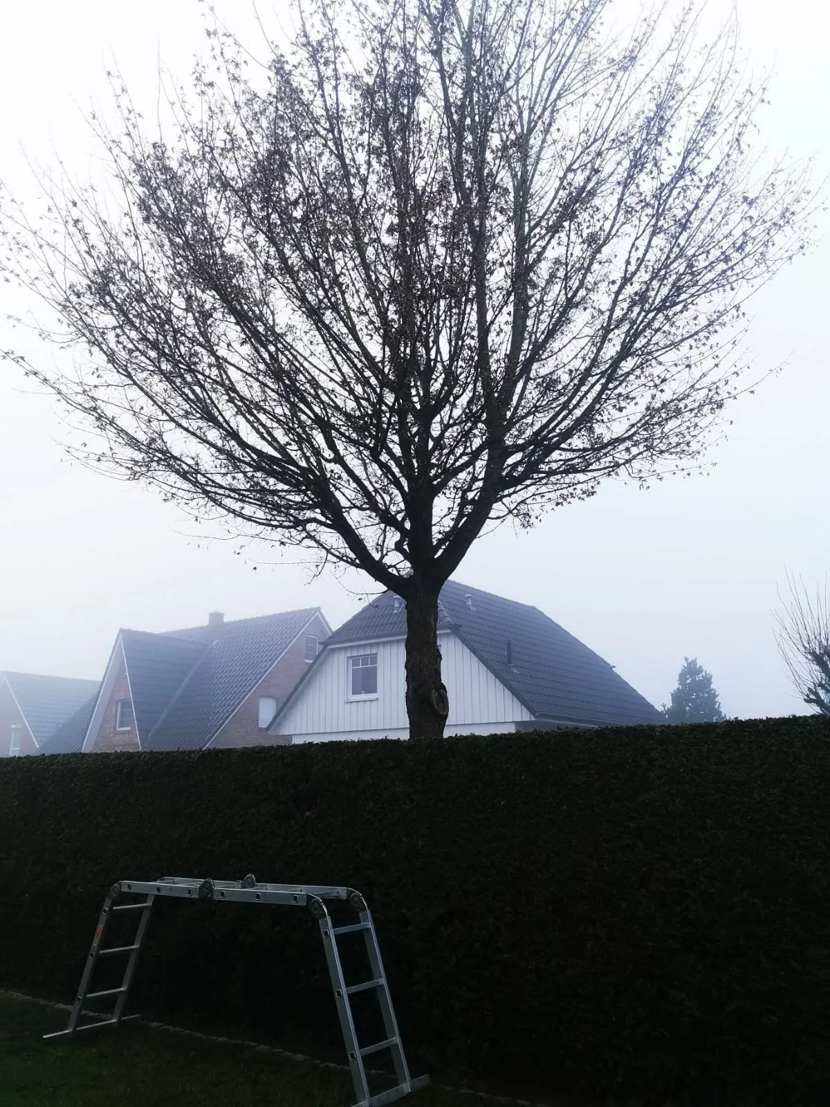 Baumschnitt Neuendeich Vorher