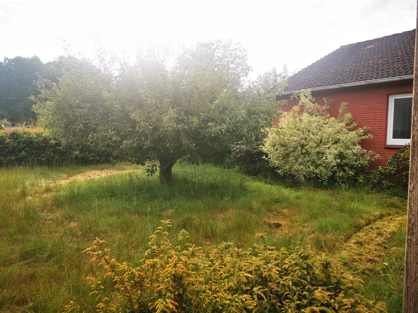 Gartenpflege Seestermühe Vorher