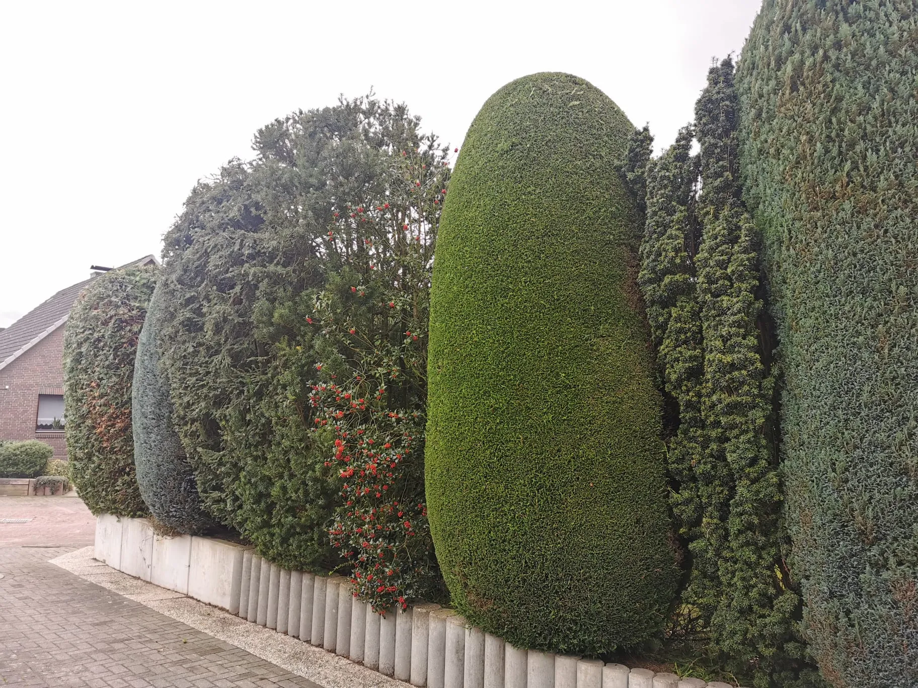Heckenschnitt Elmshorn Nachher - Kürzung auf Wunschmaß.