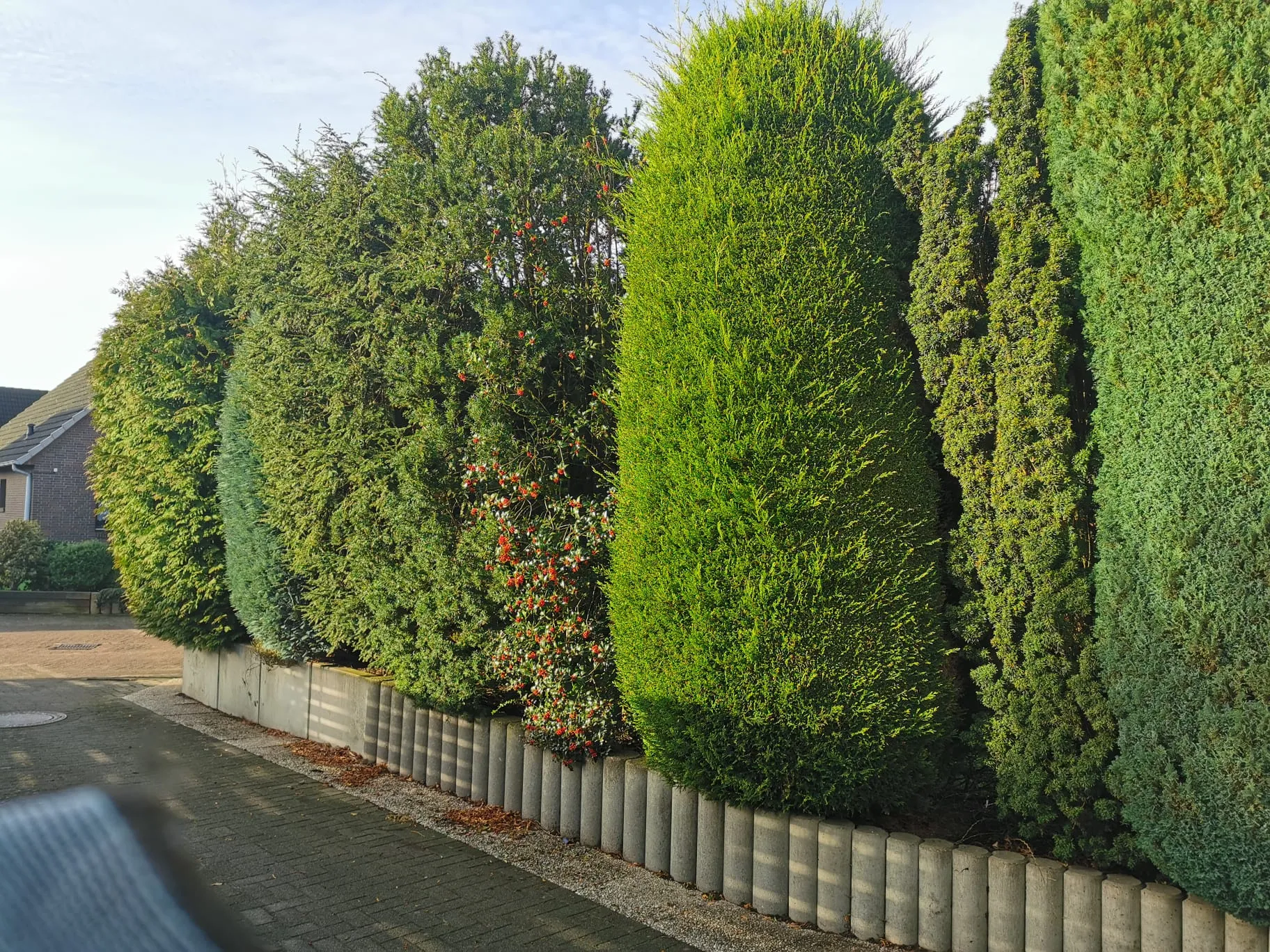 Heckenschnitt Elmshorn Vorher