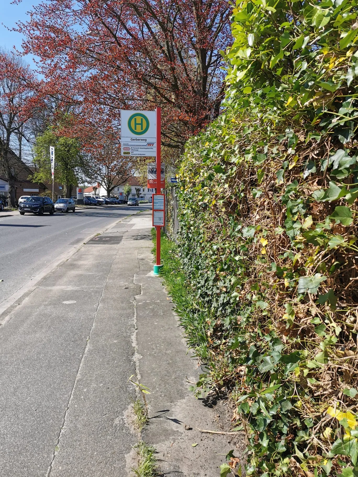 Heckenpflege Tornesch Nachher - Verjüngungsschnitt.