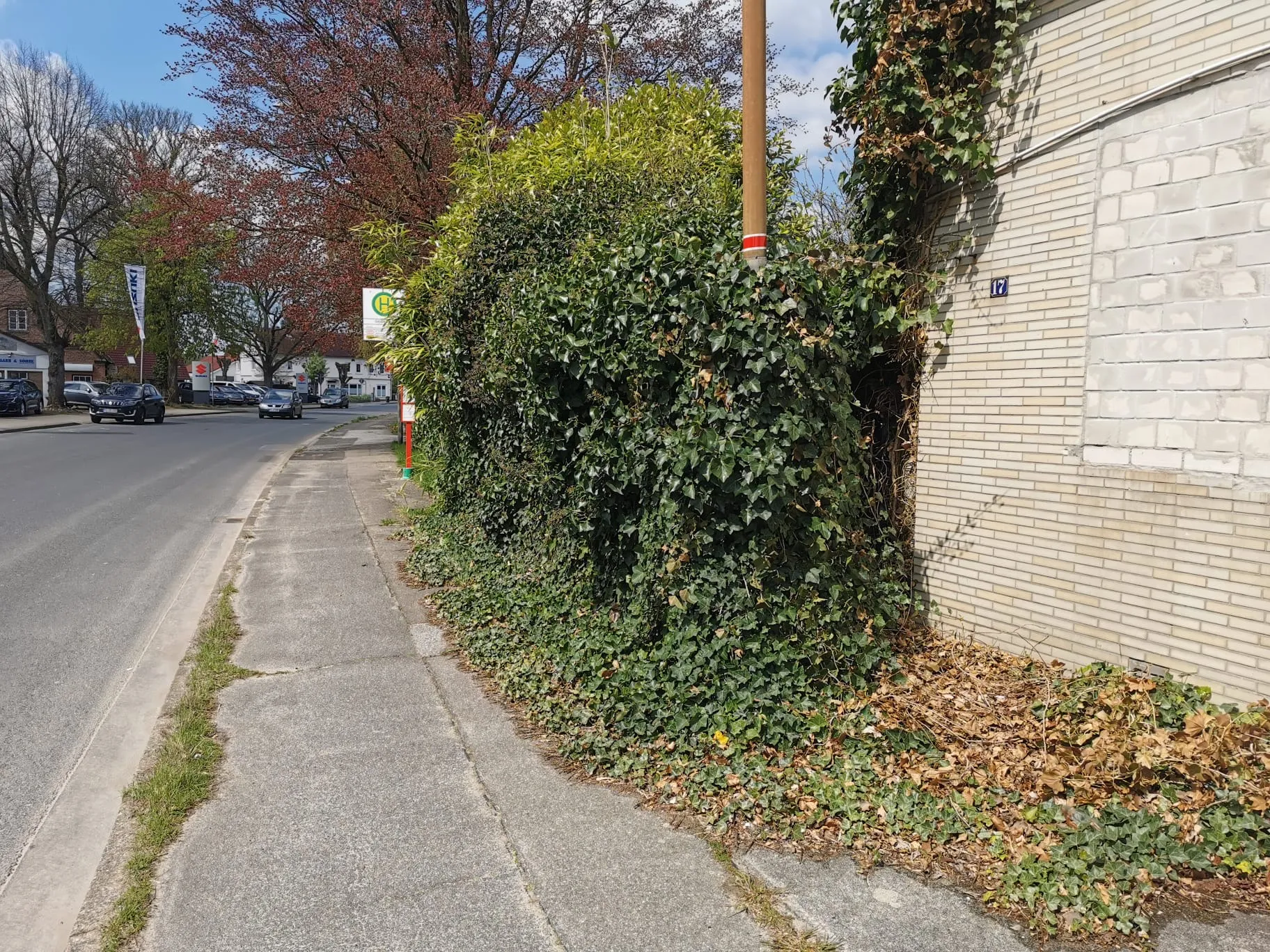 Heckenpflege Tornesch Vorher