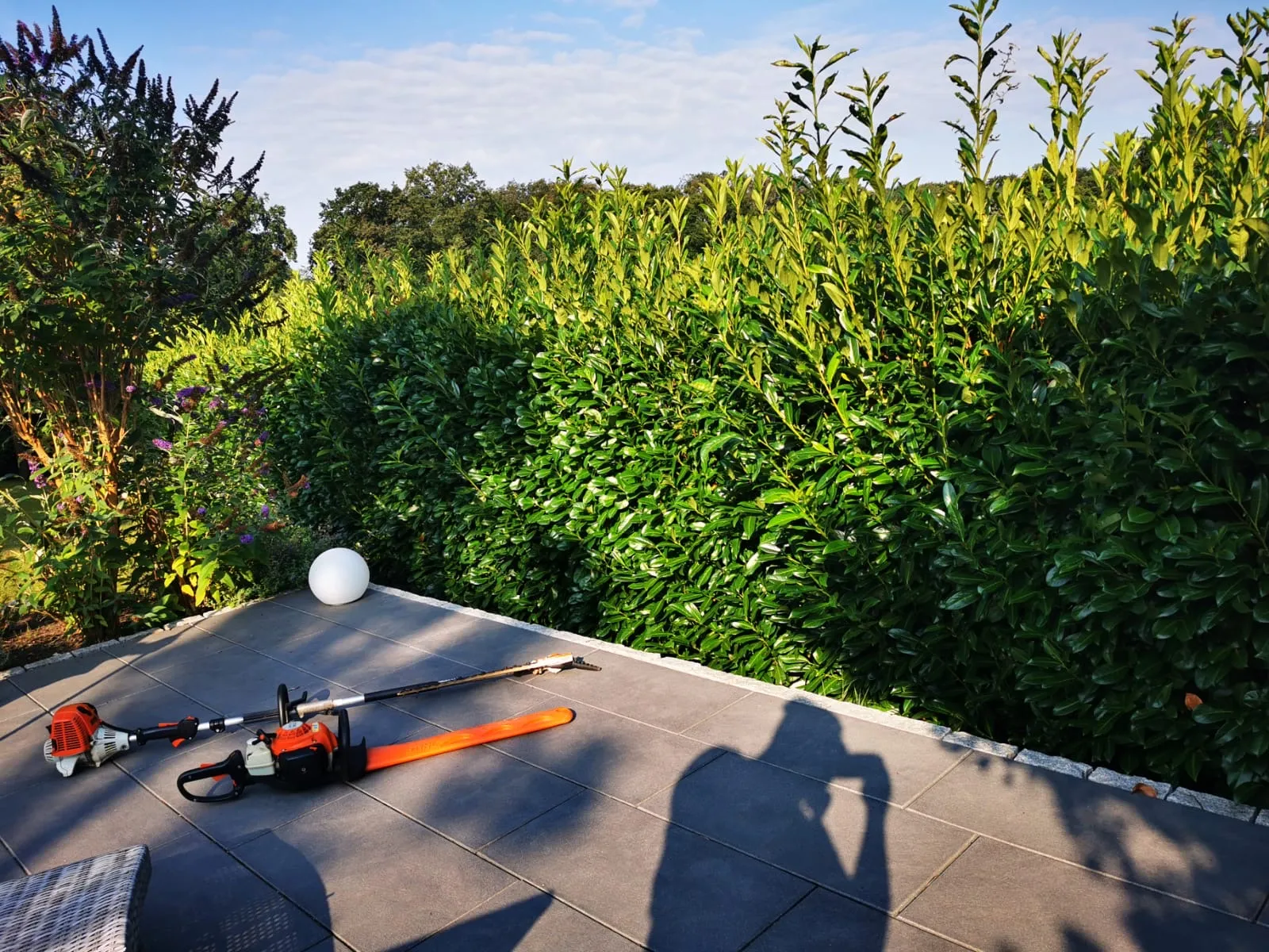 Heckenpflege Prisdorf Vorher