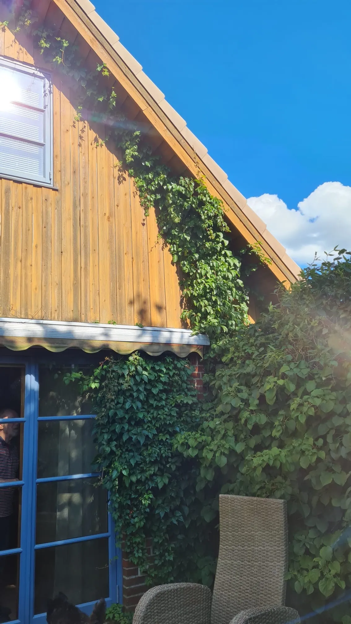 Heckenschnitt Seestermühe Vorher